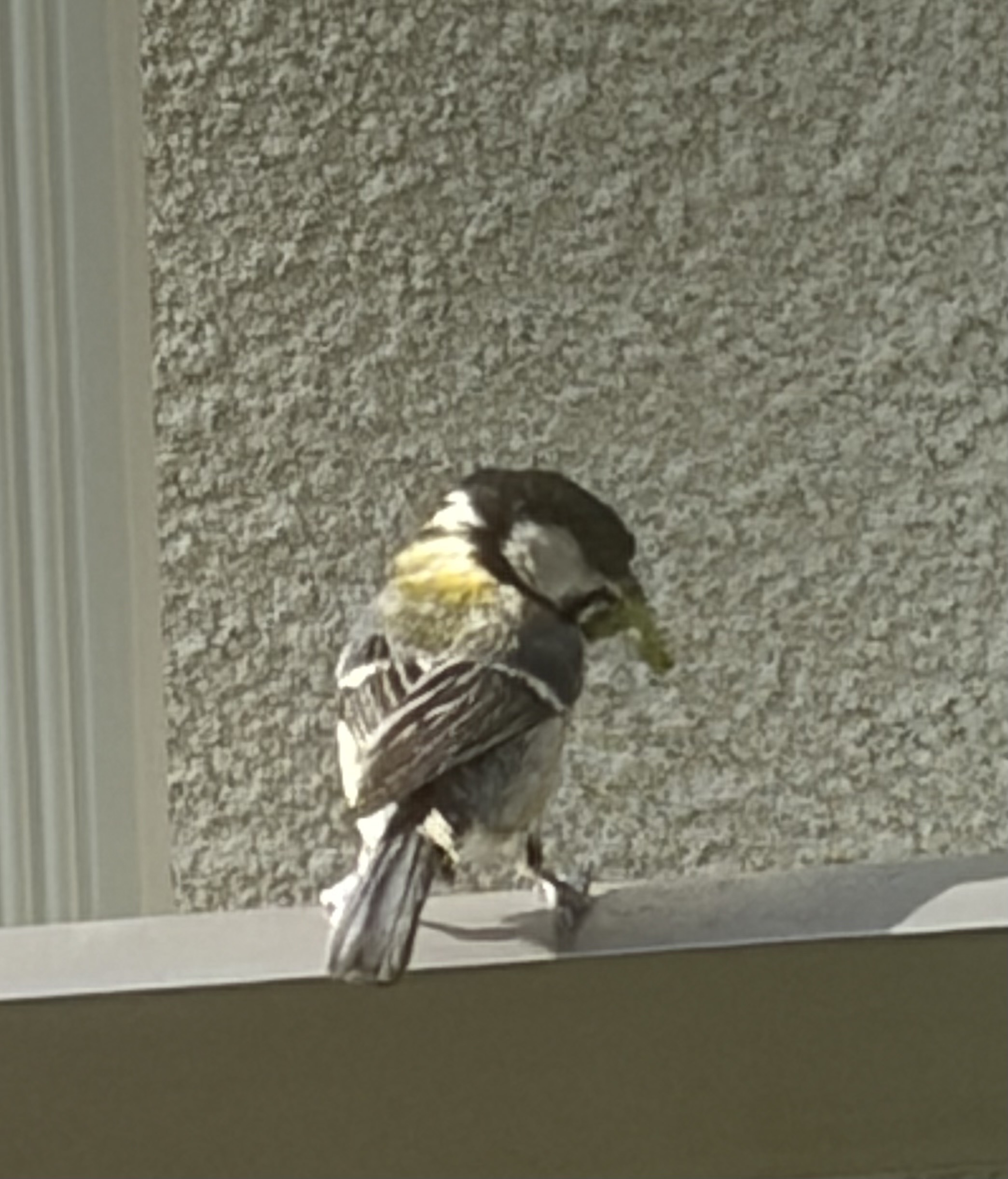 シジュウカラ　再び